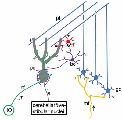 Climbing Fibers Provide Graded Error Signals in Cerebellar Learning